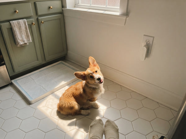 Corgi puppy sitting in the sun next to a fresh pee pad, Odopaw plugged into the kitchen wall