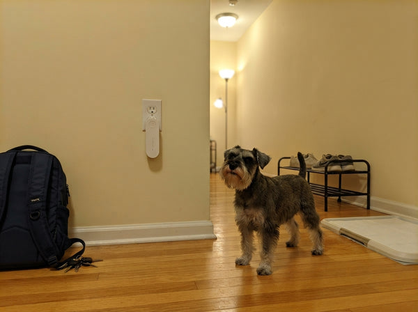 Miniature Schnauzer greeting its owner at the door, Odopaw plugged into the hallway outlet