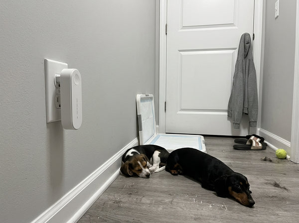 Beagle puppy and dachshund asleep by the pee pad tray, Odopaw plugged into the wall outlet